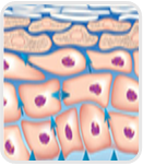 DERMAVION DH Moisturizer gives intense hydration